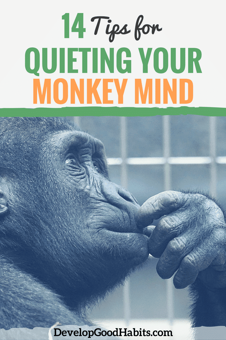 Have you had success in quieting the monkeys in your mind?