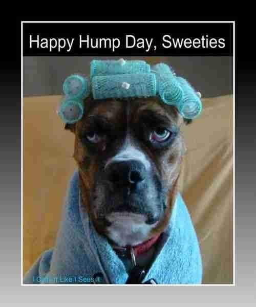 hump day quotes | hump day | hump day memes