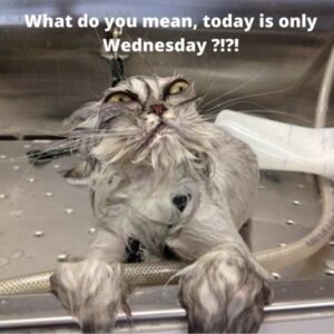 55 Funny Hump Day Memes to Get Through the Workweek | Develop Good Habits
